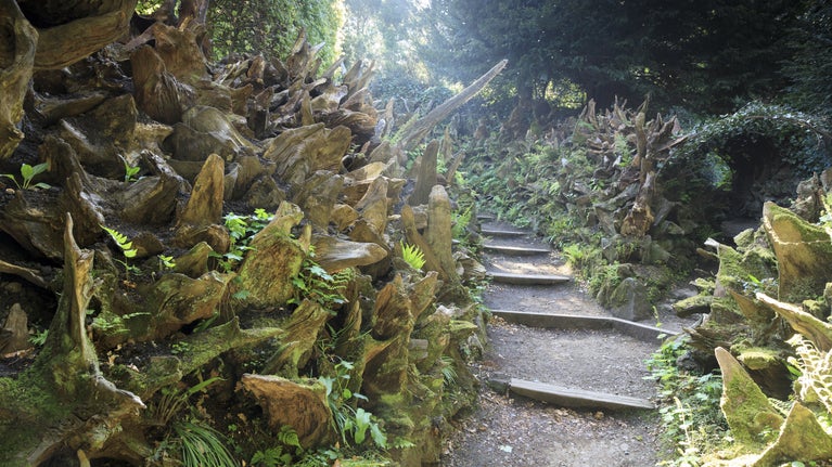The Stumpery, consisting of huge upturned oak tree roots at Biddulph Grange Garden.